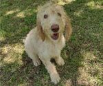Small Photo #1 Poodle (Standard) Puppy For Sale in AND, SC, USA