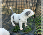 Small #3 American Bully
