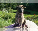 Small #1 German Shepherd Dog
