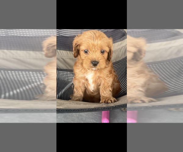 Medium Photo #4 Cavapoo (Toy) Puppy For Sale in NILES, MI, USA