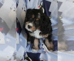 Small Photo #16 Bernedoodle (Miniature) Puppy For Sale in MILWAUKEE, WI, USA