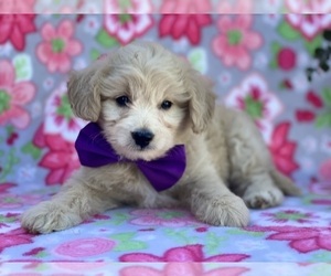 American Eskimo Dog (Toy)-Poodle (Miniature) Mix Puppy for sale in LANCASTER, PA, USA