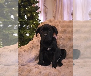 Cane Corso Litter for sale in MINERAL WELLS, WV, USA
