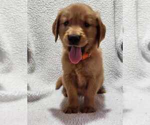 Golden Retriever Puppy for sale in AIKEN, SC, USA