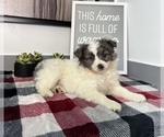 Small Photo #9 Australian Shepherd-Pomeranian Mix Puppy For Sale in FRANKLIN, IN, USA