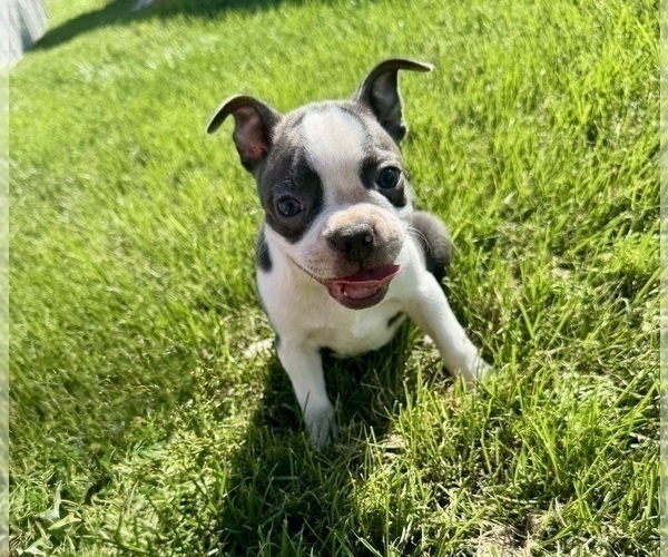 Medium Photo #1 Boston Terrier Puppy For Sale in BREMEN, IN, USA