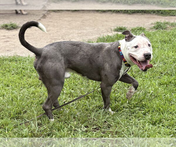Medium Photo #7 American Pit Bull Terrier-Unknown Mix Puppy For Sale in Virginia Beach, VA, USA