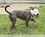 Small #6 American Pit Bull Terrier Mix