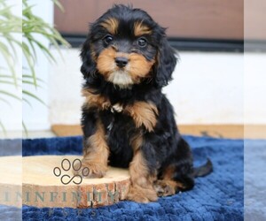 Cavalier King Charles Spaniel-Goldendoodle Mix Puppy for sale in NARVON, PA, USA