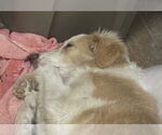 Small #2 Border Collie-Collie Mix