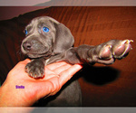 Puppy 1 Weimaraner