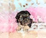 Puppy Astoria French Bulldog