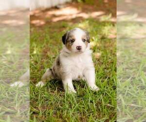 Australian Shepherd Puppy for sale in LEESBURG, GA, USA