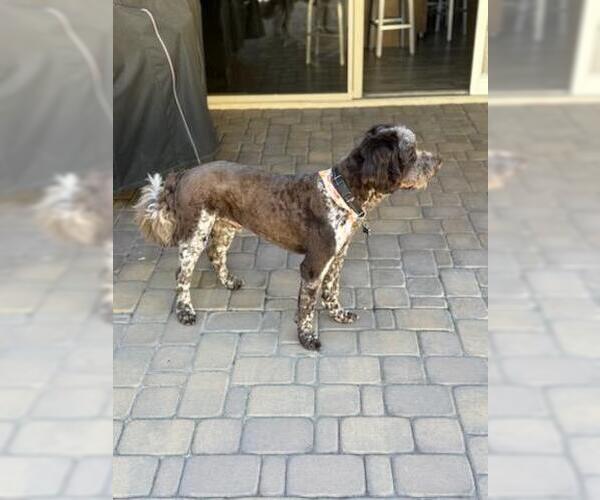 Medium Photo #6 Portuguese Water Dog Puppy For Sale in Chandler, AZ, USA