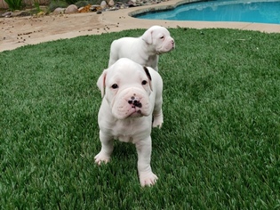 Boxer Puppy for sale in ESCONDIDO, CA, USA
