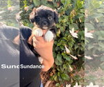 Small Poodle (Miniature) Mix