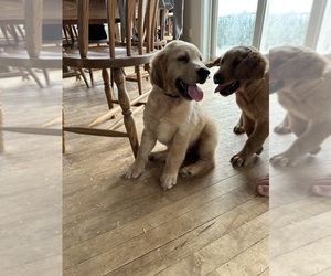Golden Irish-Golden Retriever Mix Puppy for sale in SOUTH WATERFORD, ME, USA