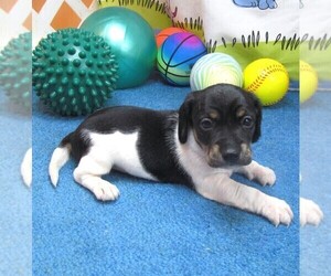 Chiweenie Puppy for sale in RATTAN, OK, USA