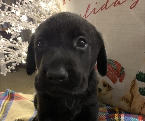 Full screen Photo #14 Labrador Retriever Puppy For Sale in SPOTSYLVANIA, VA, USA