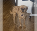 Small #3 Mutt