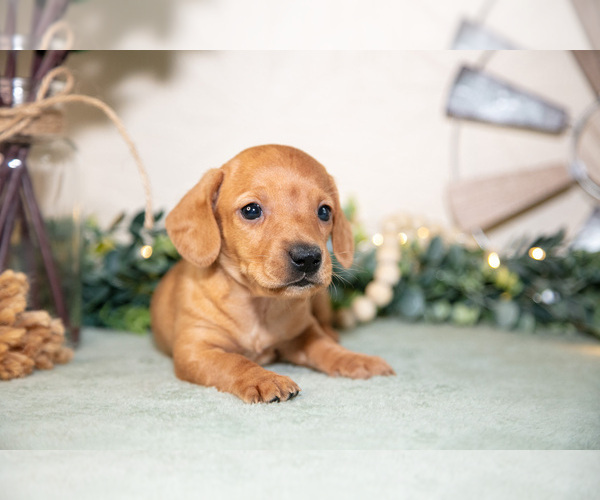 Medium Photo #3 Dachshund Puppy For Sale in NAPPANEE, IN, USA