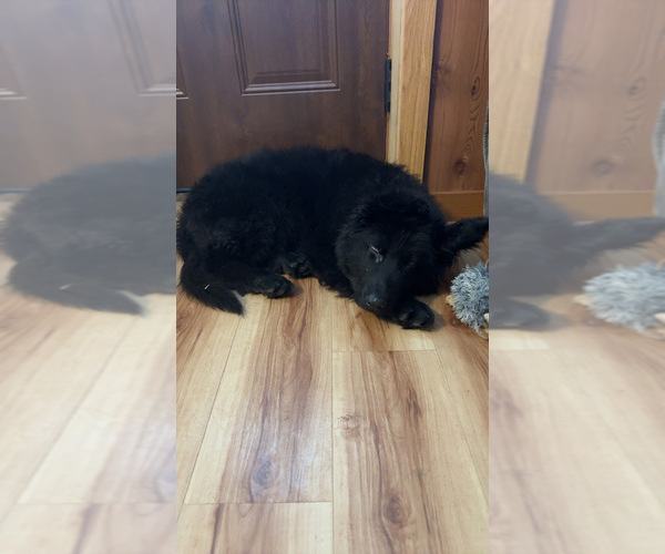 Medium Photo #4 German Shepherd Dog Puppy For Sale in CORNELL, MI, USA