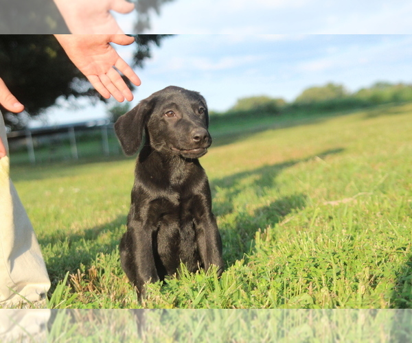 Medium Photo #4 Labrador Retriever Puppy For Sale in SARCOXIE, MO, USA