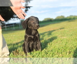 Small Photo #4 Labrador Retriever Puppy For Sale in SARCOXIE, MO, USA