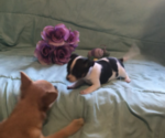 Small Photo #10 Chihuahua Puppy For Sale in BLACKSTONE, VA, USA