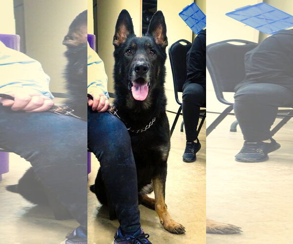 Medium Photo #3 German Shepherd Dog-Unknown Mix Puppy For Sale in Holly Springs, MS, USA