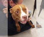 Small #5 American Pit Bull Terrier Mix