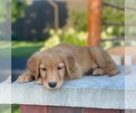 Small Photo #21 Golden Retriever Puppy For Sale in WOLCOTT, IN, USA