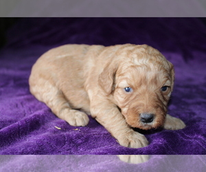 Goldendoodle (Miniature) Puppy for sale in BLOOMINGTON, IN, USA