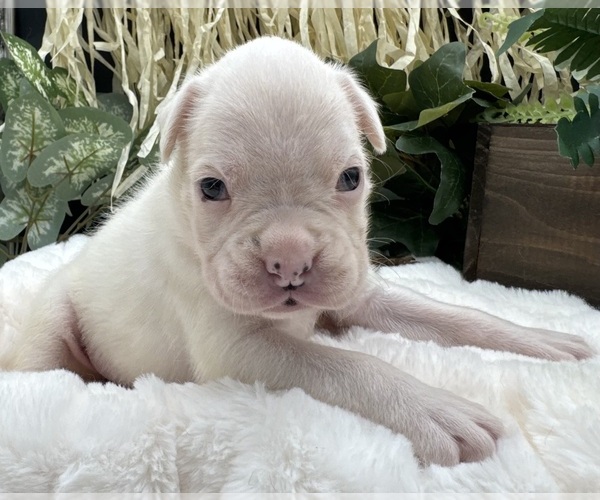 Medium Photo #8 Boxer Puppy For Sale in PAWNEE CITY, NE, USA