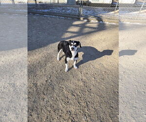 Chiweenie Dogs for adoption in Maquoketa, IA, USA