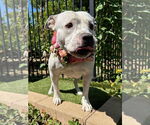 Small #6 American Pit Bull Terrier Mix