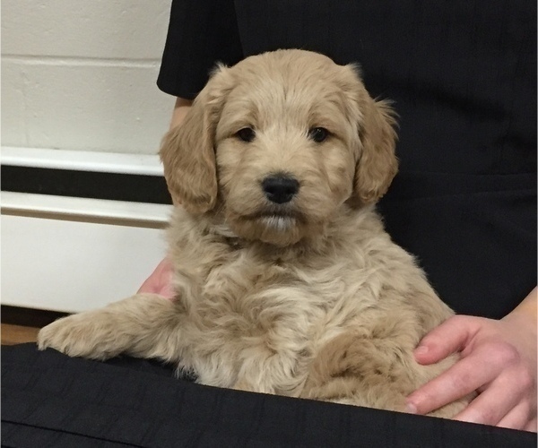Medium Photo #1 Goldendoodle (Miniature) Puppy For Sale in NARVON, PA, USA