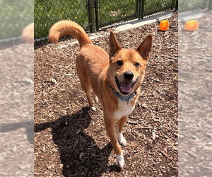 Australian Shepherd-Shiba Inu Mix Dogs for adoption in Waterford, VA, USA