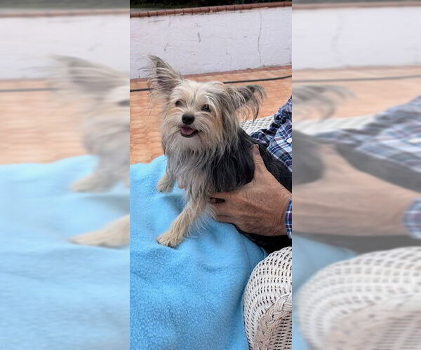 Medium Photo #4 Mutt Puppy For Sale in Weston, FL, USA