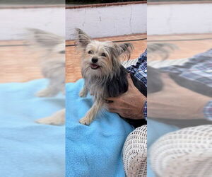 Nancy & Francis - Female Mutt Dog for Adoption - Photo #4