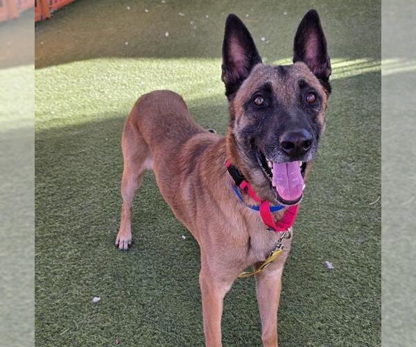 Medium Photo #1 German Shepherd Dog-Unknown Mix Puppy For Sale in Las Vegas, NV, USA