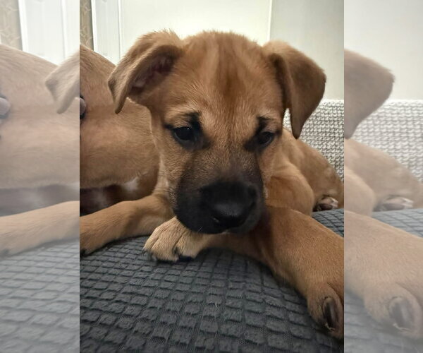 Medium Photo #1 American Pit Bull Terrier-Unknown Mix Puppy For Sale in Germantown, OH, USA