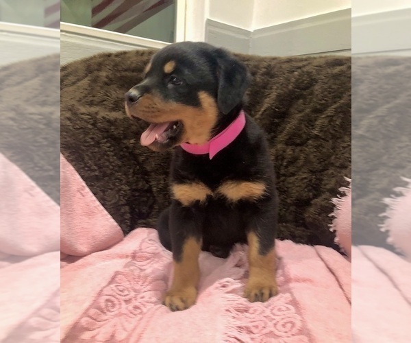 Medium Photo #17 Rottweiler Puppy For Sale in BRIGHTON, CO, USA