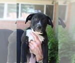 Small #1 Mutt