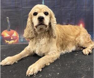 Cocker Spaniel Dogs for adoption in Westminster, MD, USA