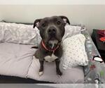 Small American Pit Bull Terrier