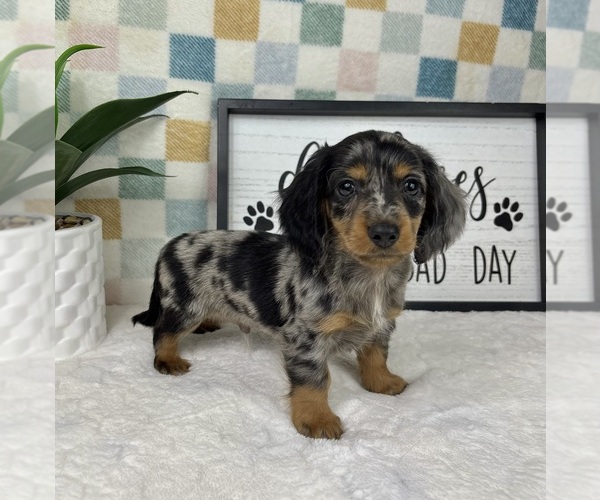 Medium Photo #4 Dachshund Puppy For Sale in FRANKLIN, IN, USA