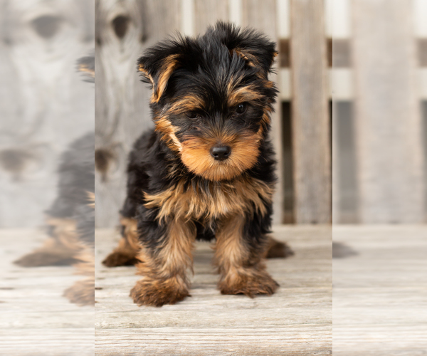 Medium Photo #6 Yorkshire Terrier Puppy For Sale in NAPPANEE, IN, USA