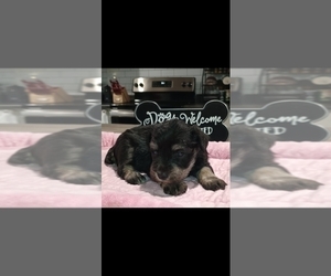 Schnauzer (Miniature) Puppy for sale in TECUMSEH, OK, USA