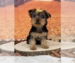 Small #1 Yorkshire Terrier